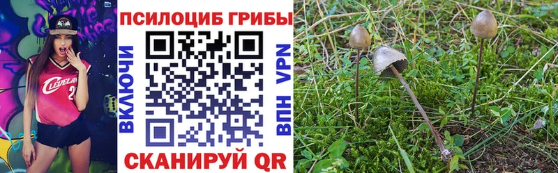 купить   Томилино  Галлюциногенные грибы Psilocybe 